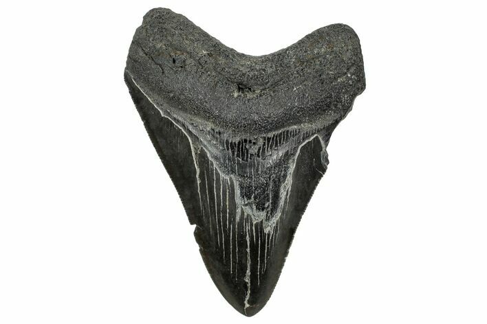 Serrated, Fossil Megalodon Tooth - South Carolina #328614